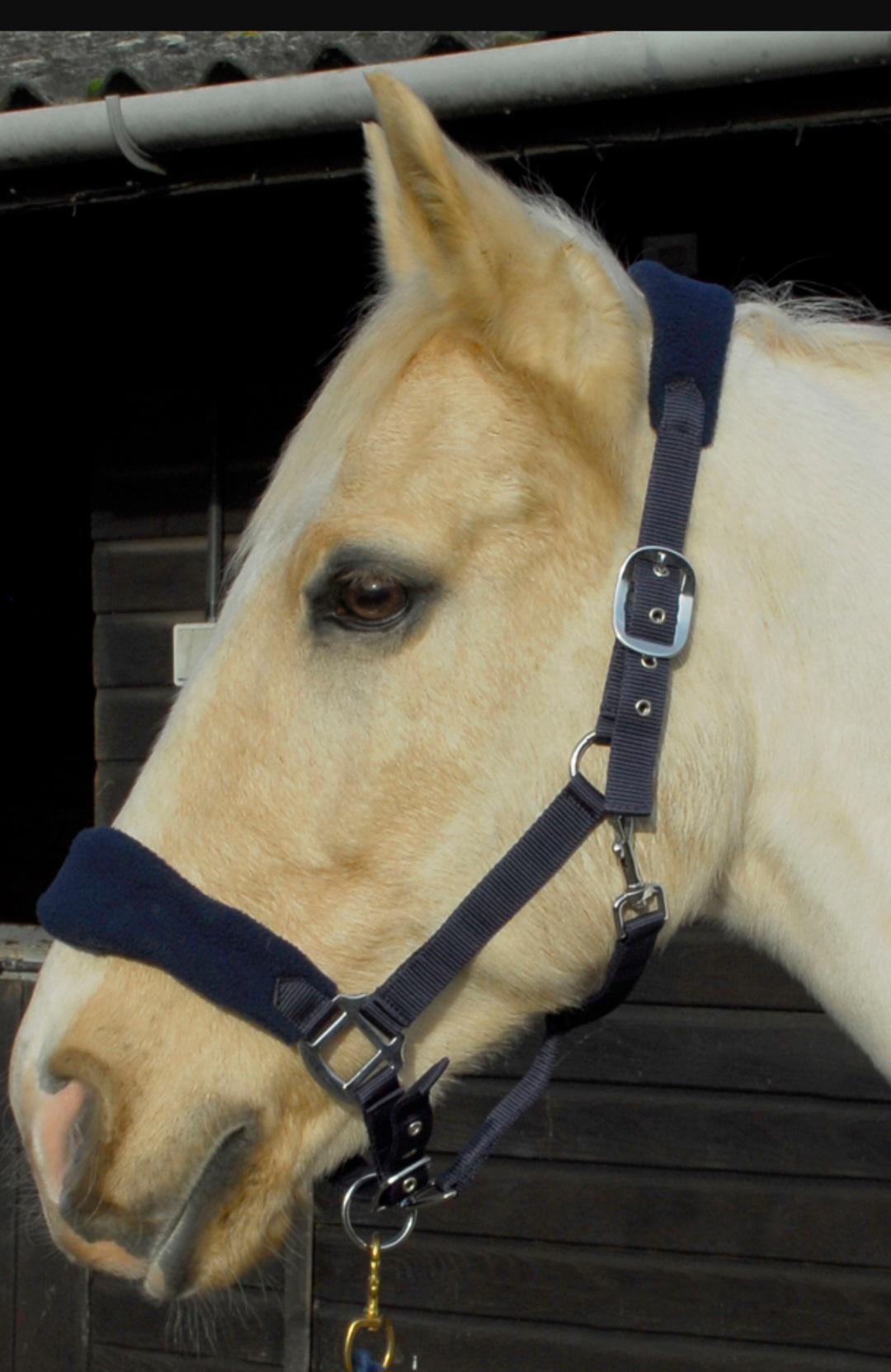 Personalised Head collar - equestrain horse pony