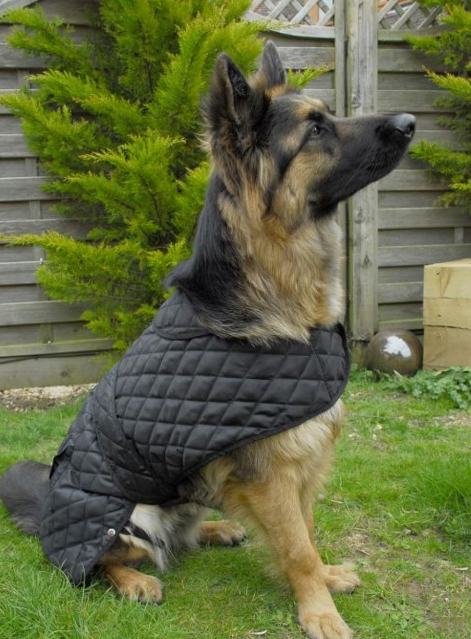 Quilted Dog Jacket