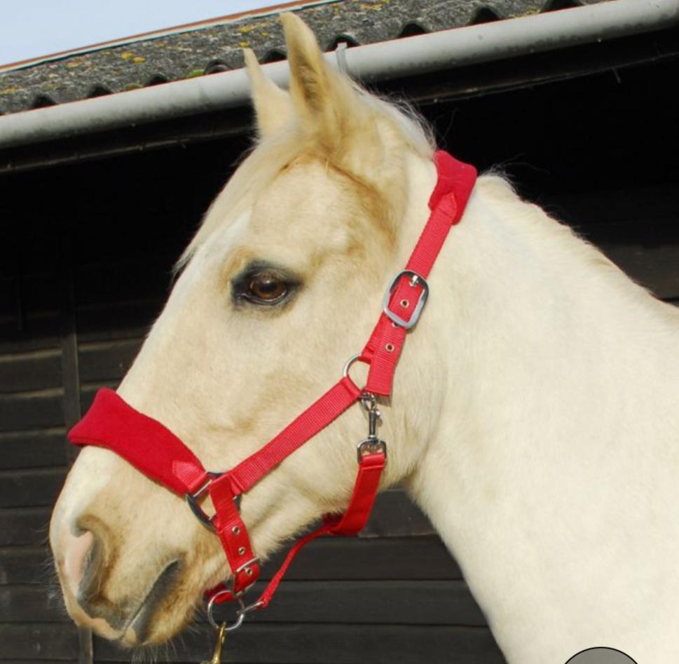 Personalised Head collar - equestrain horse pony