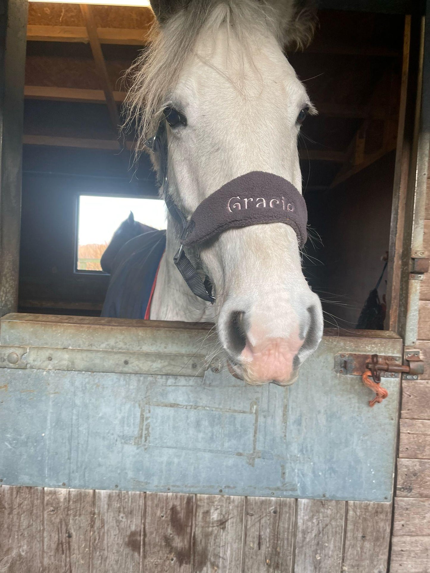 Personalised Head collar - equestrain horse pony